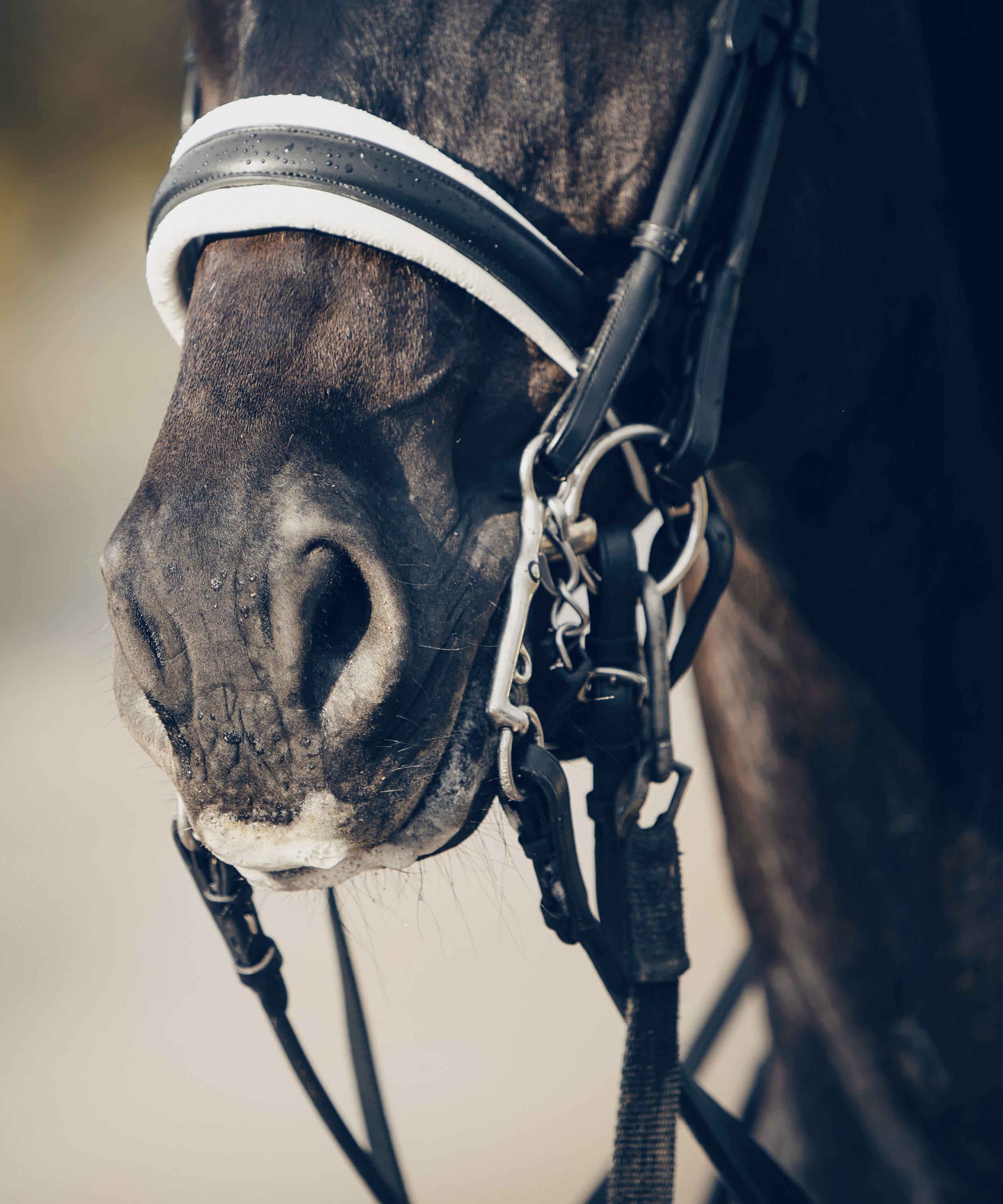 Types of Nosebands for Horses | Horse Nosebands Guide – Bridles & Reins