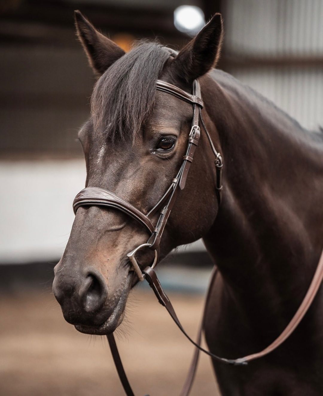 English Horse Bridles | Dressage, Jumping, Hunter - Bridles and Reins ...