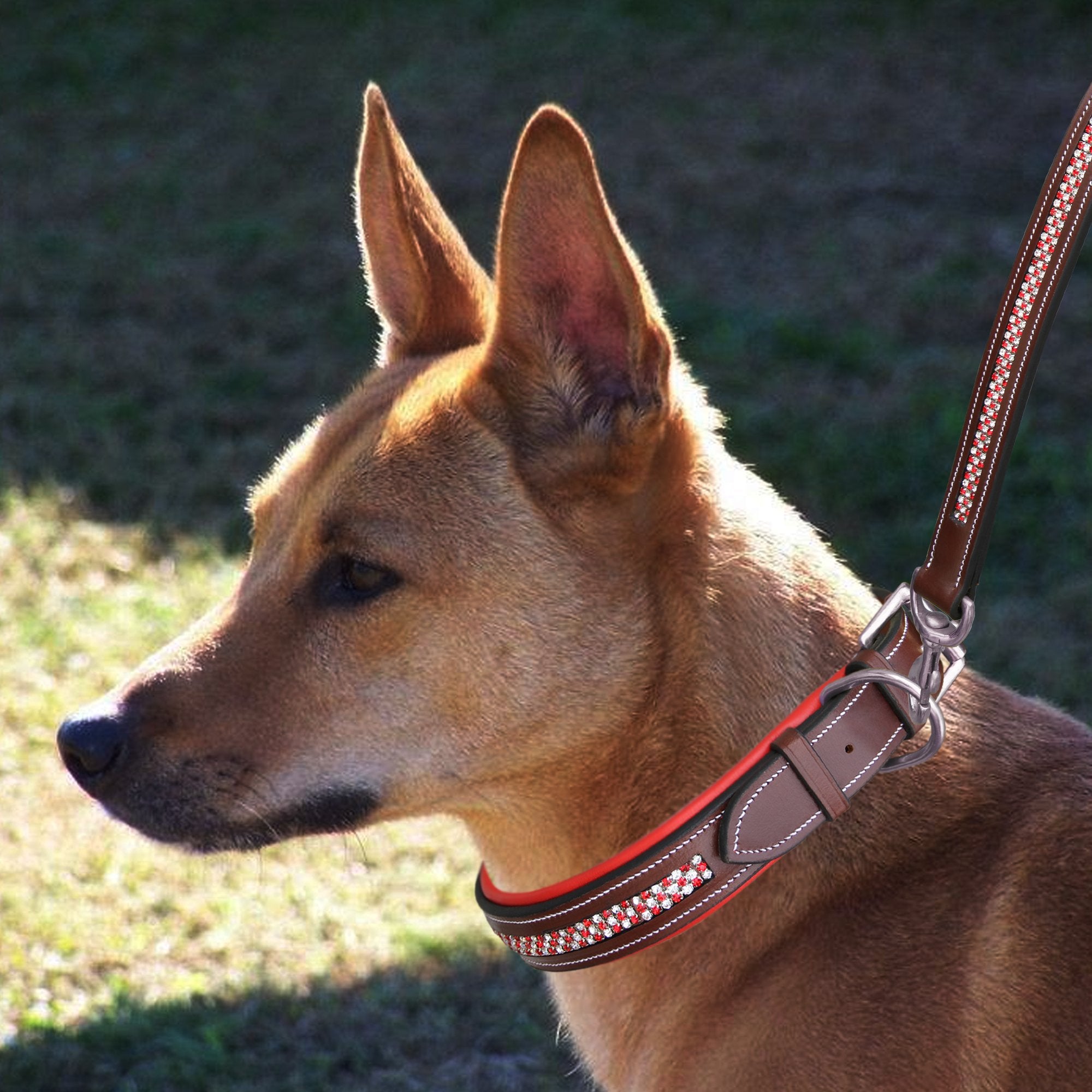 Ethical dog collars hotsell